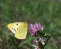 Colias crocea f. helice